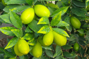 باور به ثمر