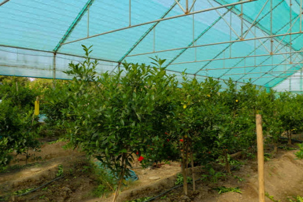 گلخانه لیموترش